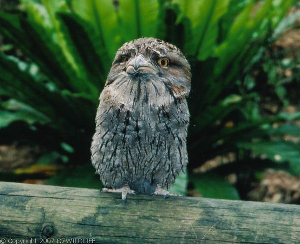 Tawny Frogmouth | Podargus strigoides photo