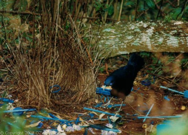 Satin Bower Bird | Ptilonorhynchus violaceus photo