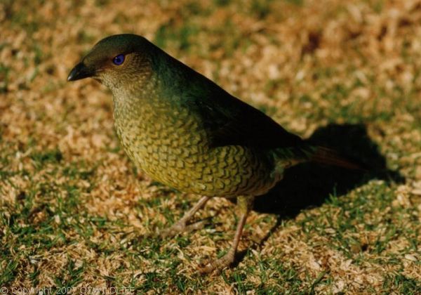 Satin Bower Bird | Ptilonorhynchus violaceus photo