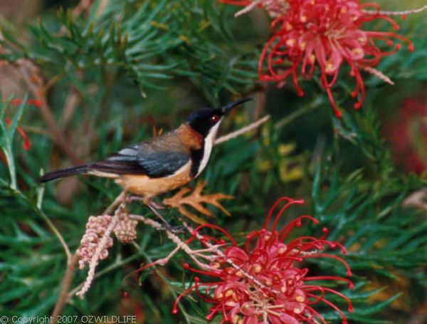 Eastern Spinebill | Acanthorhynchus tenuirostris photo