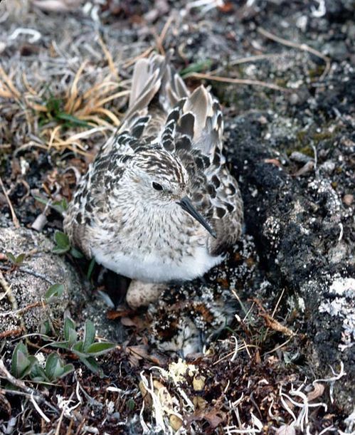 Baird's Sandpiper | Calidris bairdii photo