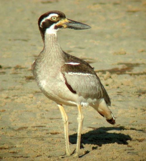 Beach Stone-curlew | Esacus neglectus photo