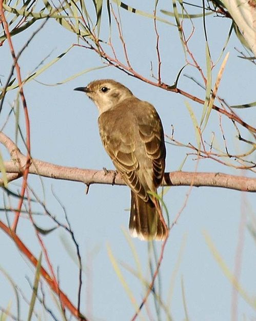 Black-eared Cuckoo | Chrysococcyx osculans photo