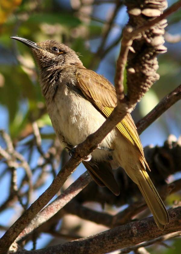 Brown Honeyeater | Lichmera indistincta photo