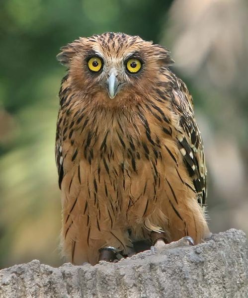 Buffy Fish-Owl | Ketupa ketupu photo