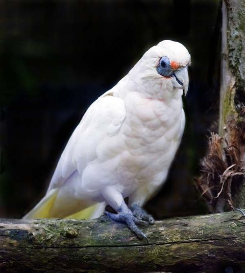 Western Corella | Cacatua pastinator photo