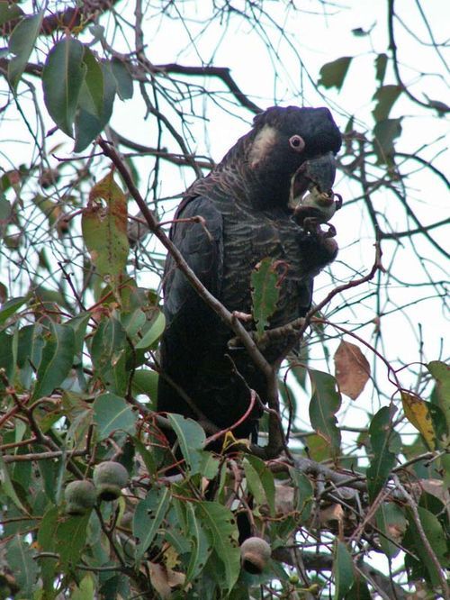 Long-billed Black-Cockatoo | Calyptorhynchus baudinii photo