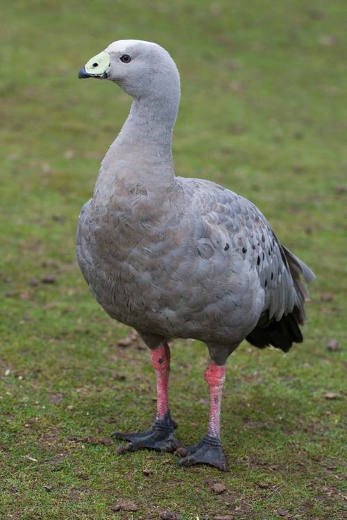 Cape Barren Goose | Cereopsis novaehollandiae photo