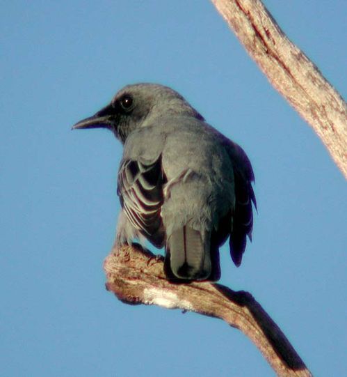 Cicadabird | Coracina tenuirostris photo