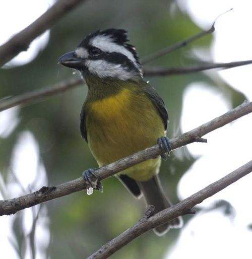 Crested Shrike-tit | Falcunculus frontatus photo