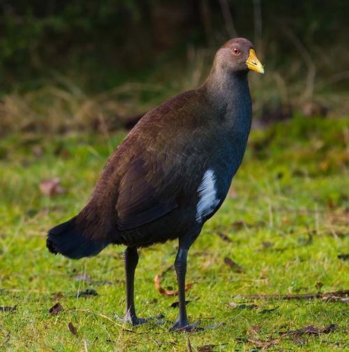 Tasmanian Native Hen | Gallinula mortierii photo