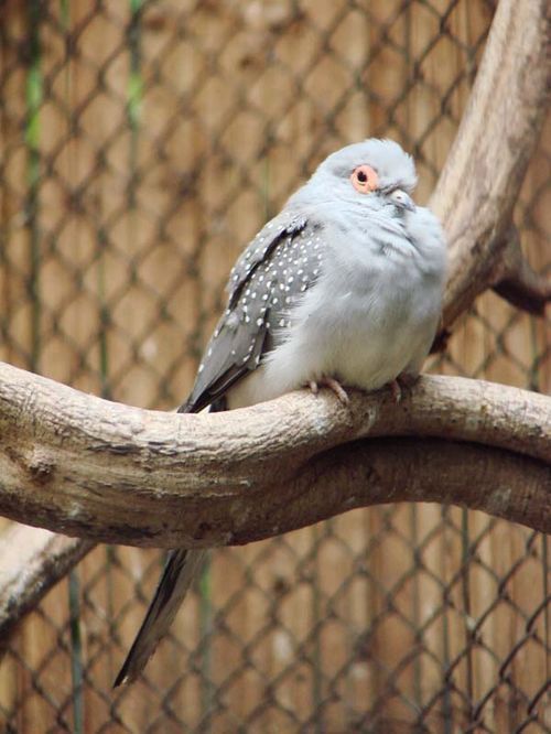 Diamond Dove | Geopelia cuneata photo