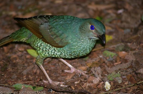 Satin Bower Bird | Ptilonorhynchus violaceus photo