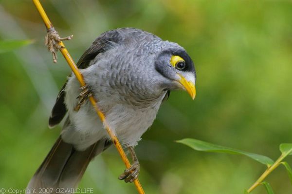 Noisy Miner | Manorina melanocephala photo