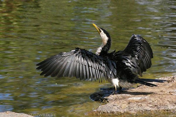 Little Pied Cormorant | Phalacrocorax melanoleucos photo