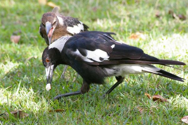 Australian Magpie | Gymnorhina tibicen photo