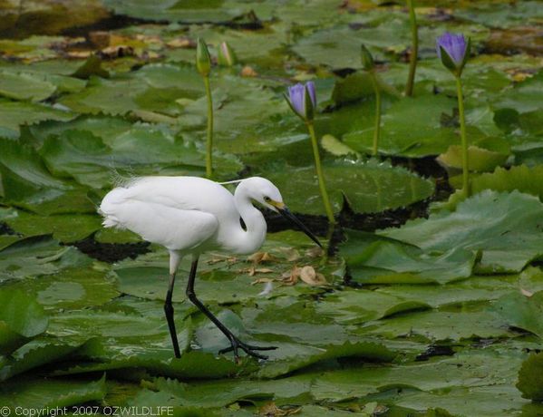 Little Egret Bird Facts (Egretta garzetta)