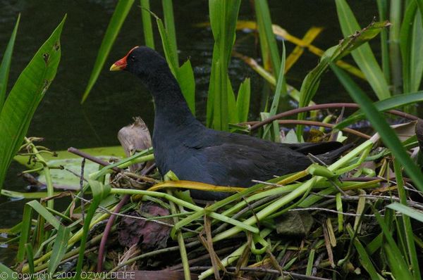 Dusky Moorhen | Gallinula tenebrosa photo