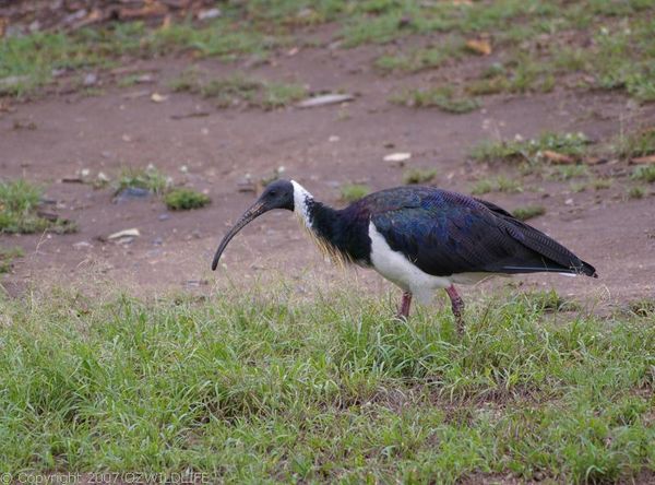 Straw-necked Ibis | Threskiornis spinicollis photo