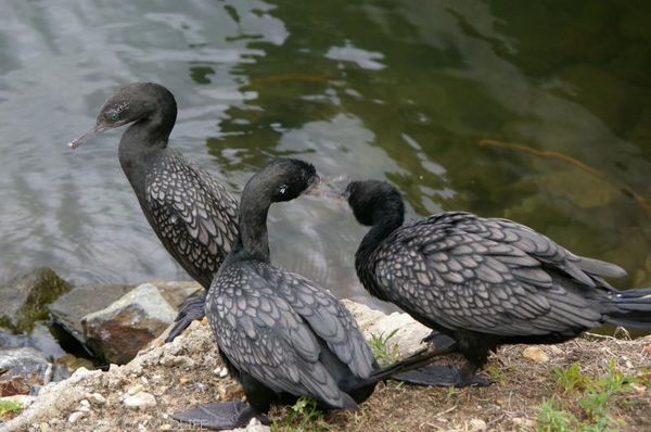 Little Black Cormorant | Phalacrocorax sulcirostris photo