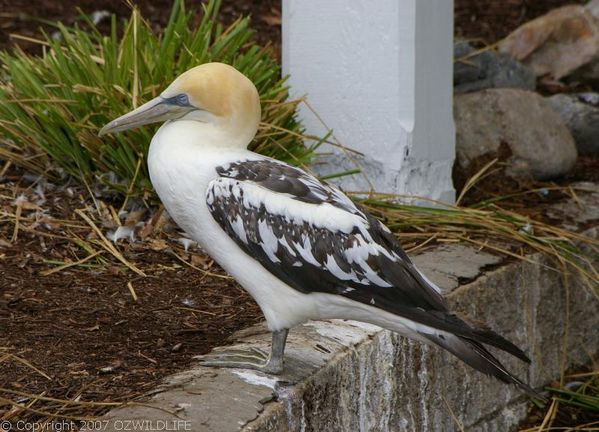 Australian Gannet | Morus serrator photo