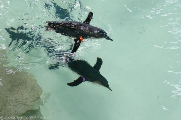 Fairy Penguin | Eudyptula minor photo