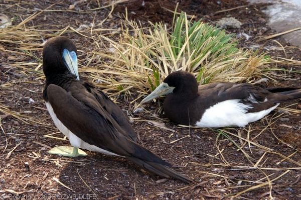 Brown Booby | Sula leucogaster photo