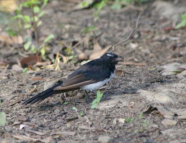 Willie Wagtail | Rhipidura leucophrys photo