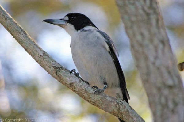 Grey Butcher Bird | Cracticus torquatus photo