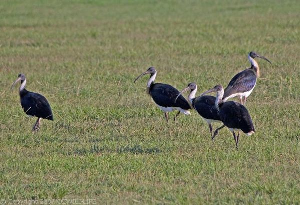 Straw-necked Ibis | Threskiornis spinicollis photo