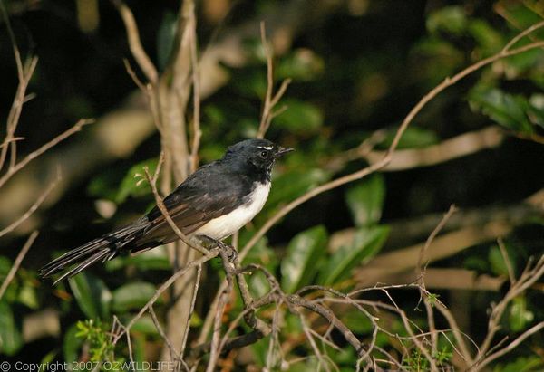 Willie Wagtail | Rhipidura leucophrys photo