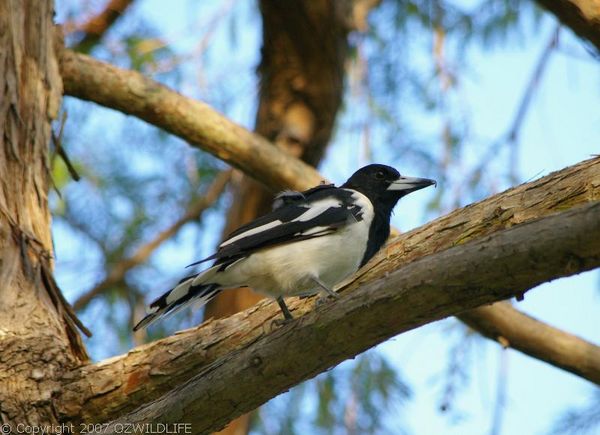 Pied Butcher Bird | Cracticus nigrogularis photo