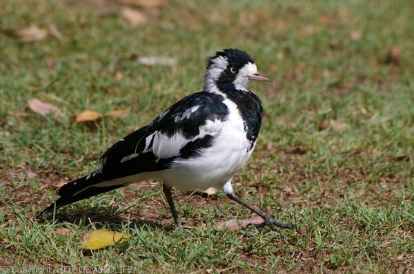 Magpie Lark | Grallina cyanoleuca photo