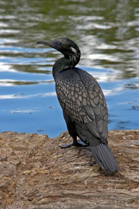 Little Black Cormorant | Phalacrocorax sulcirostris photo