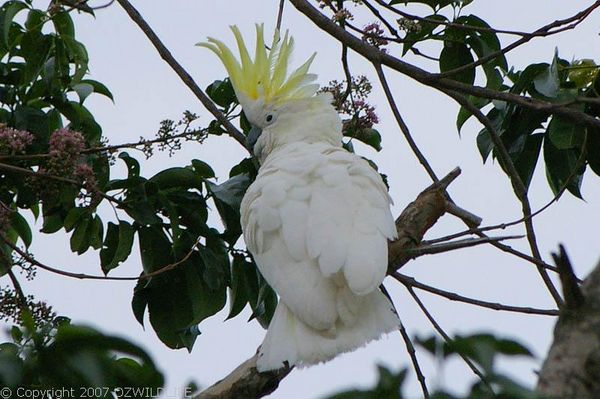 Sulphur-crested Cockatoo | Cacatua galerita photo