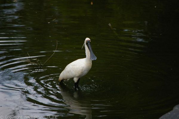 Royal Spoonbill | Platalea regia photo