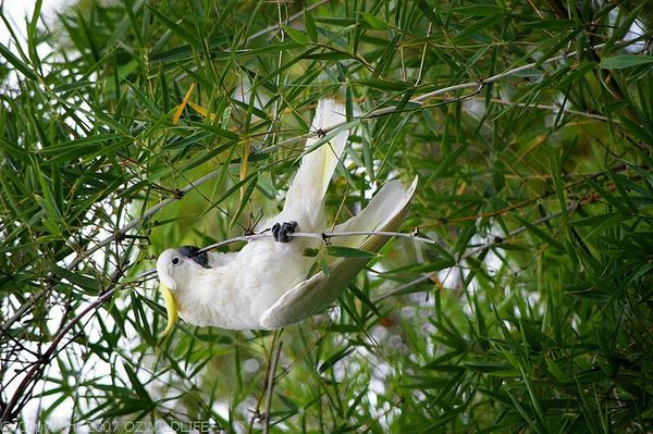 Sulphur-crested Cockatoo | Cacatua galerita photo