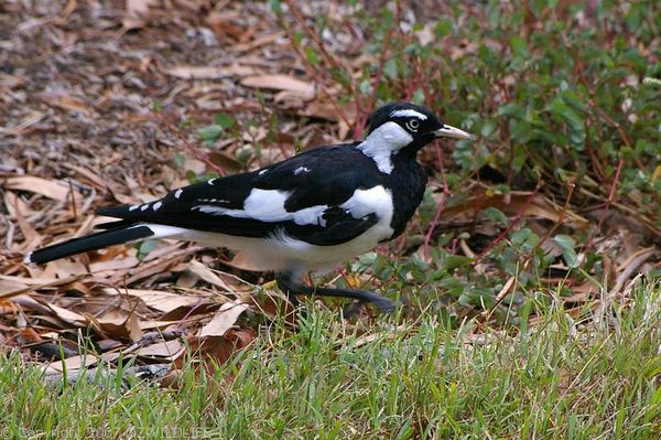 Magpie Lark | Grallina cyanoleuca photo