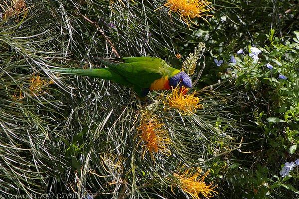 Rainbow Lorikeet | Trichoglossus haematodus photo