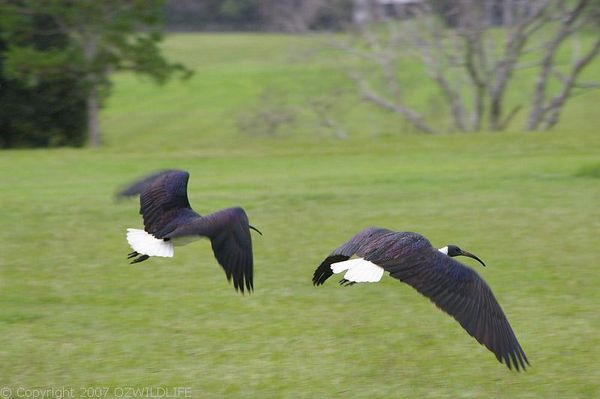 Straw-necked Ibis | Threskiornis spinicollis photo