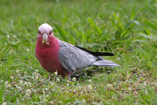 Galah | Cacatua roseicapilla photo