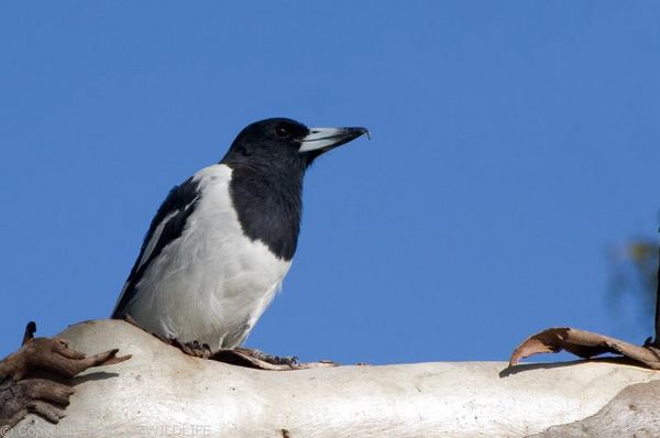 Pied Butcher Bird | Cracticus nigrogularis photo