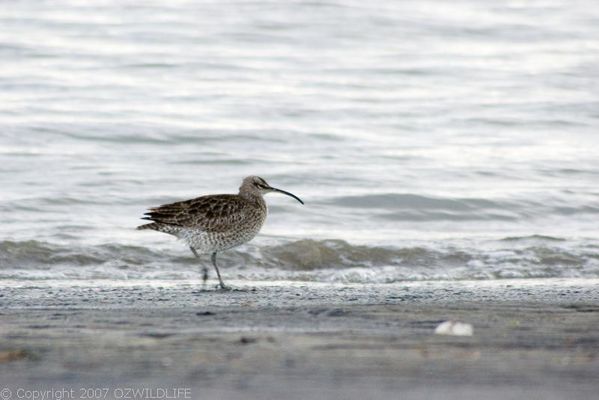 Whimbrel | Numenius phaeopus photo