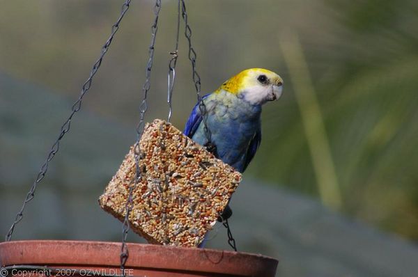 Pale-headed Rosella | Platycercus adscitus photo