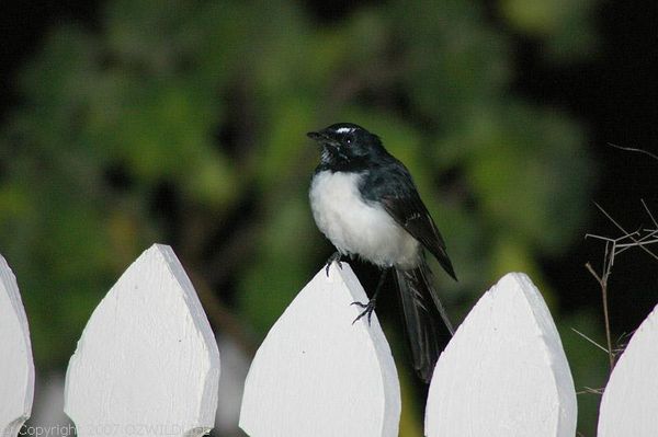 Willie Wagtail | Rhipidura leucophrys photo