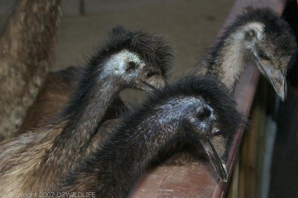 Emu | Dromaius novaehollandiae photo