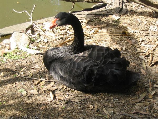 Black Swan | Cygnus atratus photo