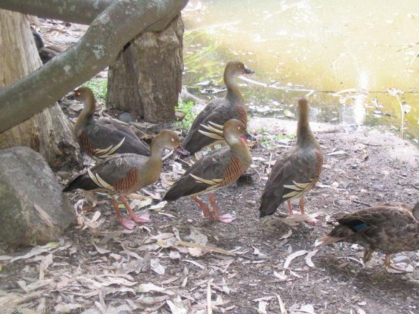 Plumed Whistling Duck | Dendrocygna eytoni photo