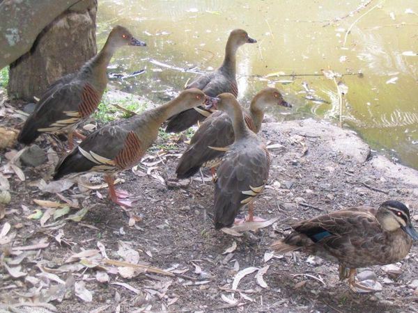 Plumed Whistling Duck | Dendrocygna eytoni photo