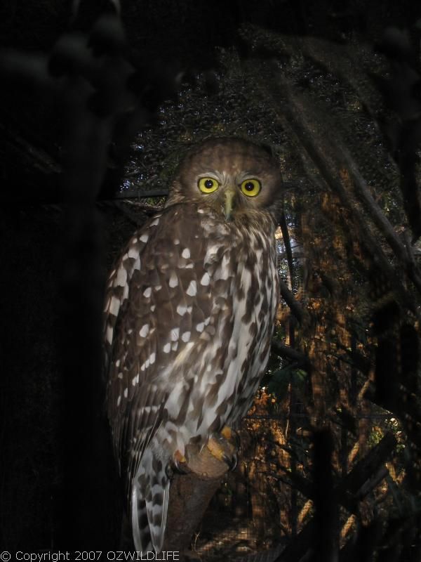 Barking Owl | Ninox connivens photo